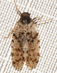 Cixius pini