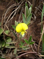 Argyrolobium itremoense