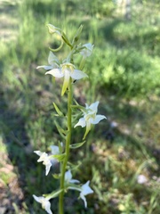 Platanthera chlorantha