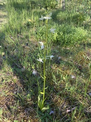 Platanthera chlorantha