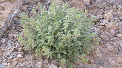 Cleome austroarabica