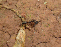 Odontomachus chelifer