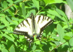 Papilio canadensis