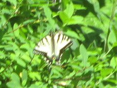 Papilio canadensis