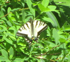 Papilio canadensis