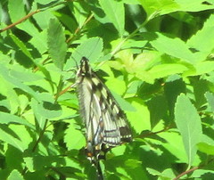 Papilio canadensis