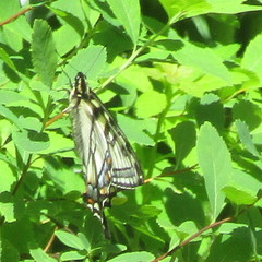 Papilio canadensis