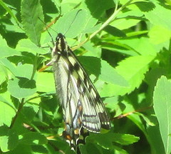 Papilio canadensis