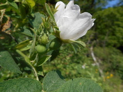 Rosa tomentosa