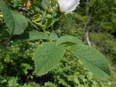 Rosa tomentosa