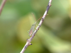 Discogastrini