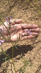 Astragalus arenarius