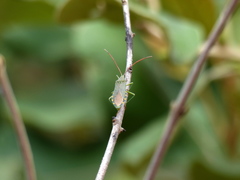 Discogastrini