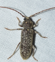 Trichoferus griseus
