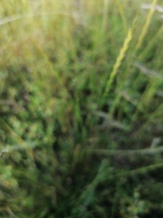 Ornithopus perpusillus