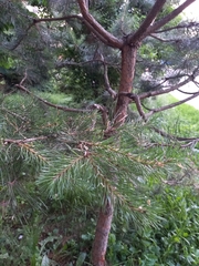 Pinus sylvestris