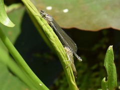 Coenagrion puella