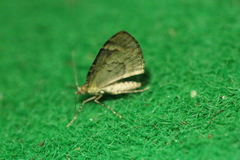 Chloroclysta