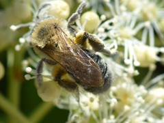 Andrena nitida