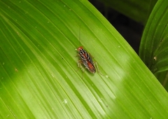 Euphyllodromia angustata