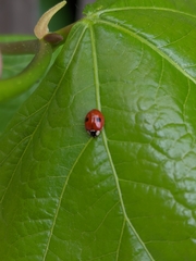 Adalia bipunctata