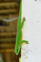 Phelsuma grandis