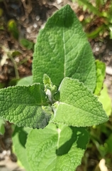 Teucrium scorodonia