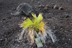 Pritchardia affinis