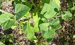 Teucrium scorodonia