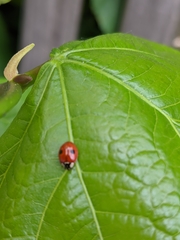Adalia bipunctata