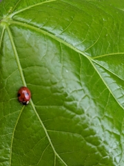 Adalia bipunctata