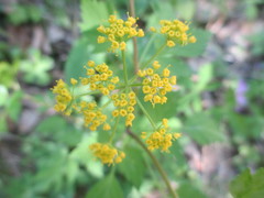Thaspium barbinode
