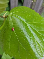 Adalia bipunctata