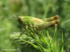 Chorthippus binotatus