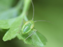Adelphocoris quadripunctatus
