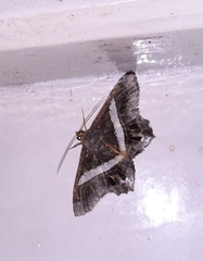 Chiasmia nora