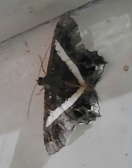 Chiasmia nora