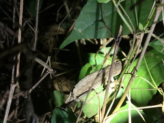 Rieppeleon kerstenii