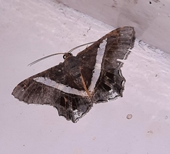Chiasmia nora
