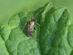 Hylopsallus