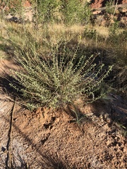 Heterotheca excelsior