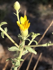 Heterotheca excelsior