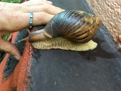 Achatinidae