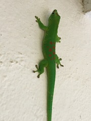 Phelsuma grandis