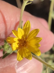 Heterotheca excelsior