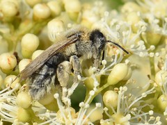 Andrena nitida