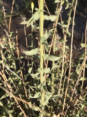 Heterotheca excelsior