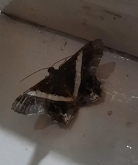 Chiasmia nora
