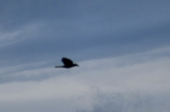 Psarocolius decumanus