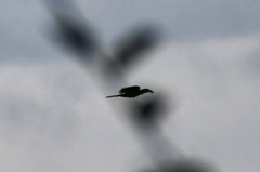 Psarocolius decumanus